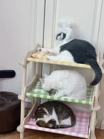 照片 11